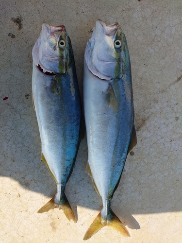 イナダの釣果