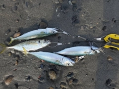 サバの釣果