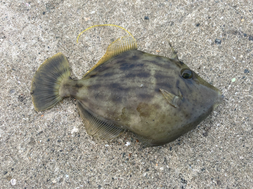 カワハギの釣果