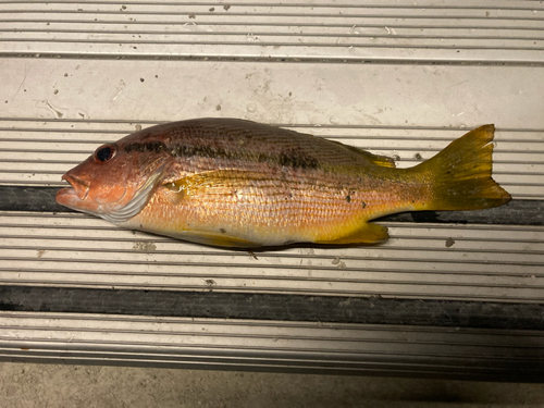 ヨコスジフエダイの釣果