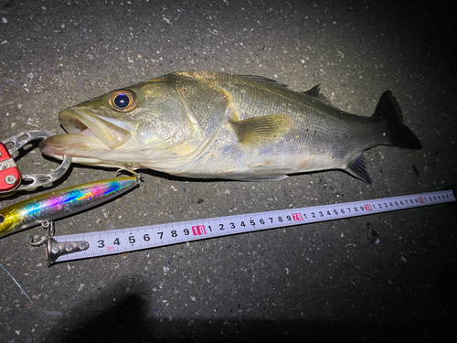 シーバスの釣果