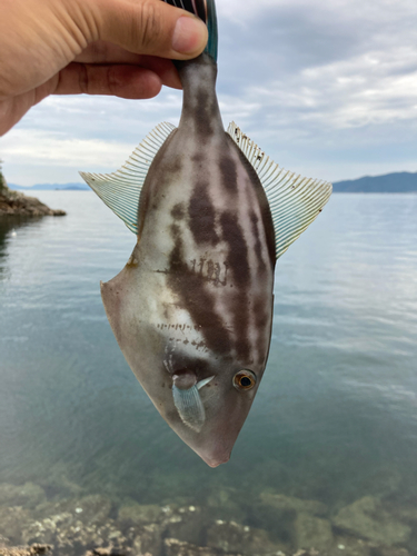 チダイの釣果