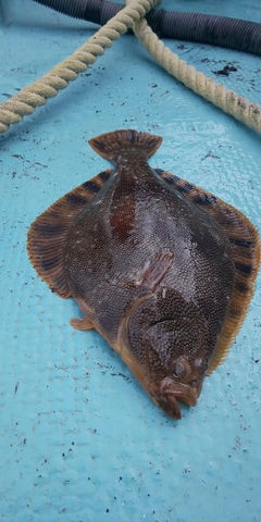 マツカワの釣果