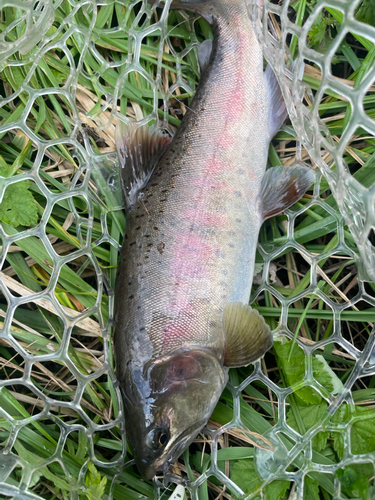 ヤマメの釣果