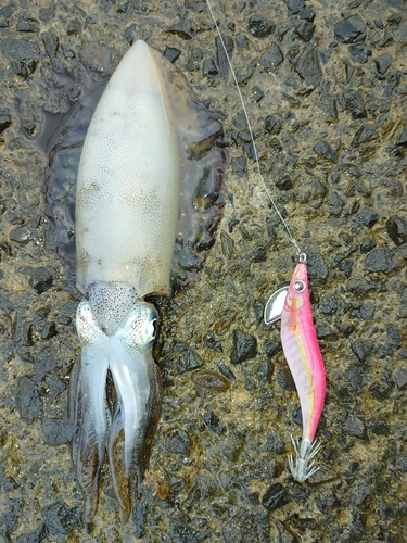 アオリイカの釣果