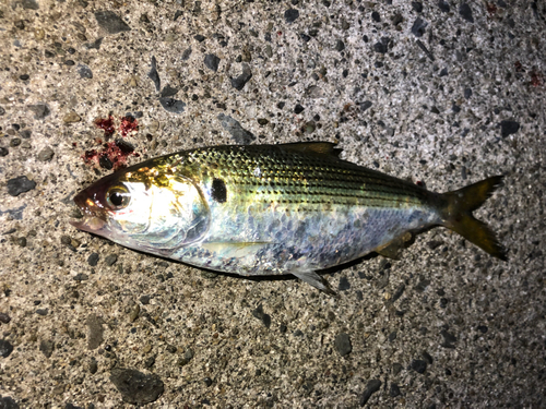 コノシロの釣果