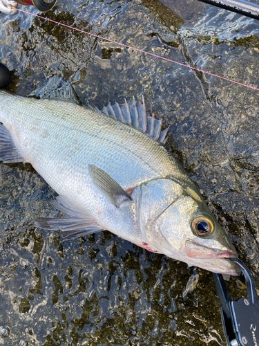 ヒラスズキの釣果