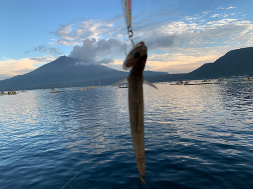 エソの釣果