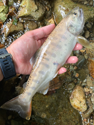 ヤマメの釣果