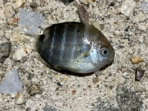 オヤビッチャの釣果