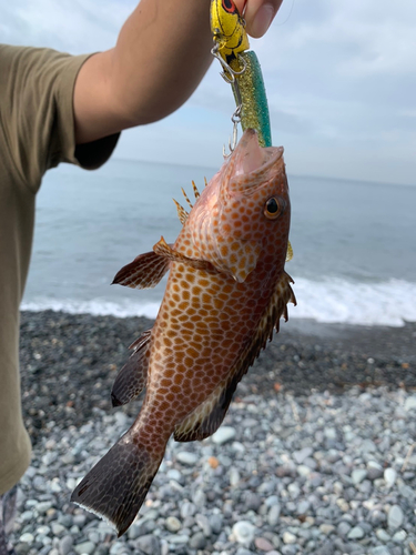 オオモンハタの釣果