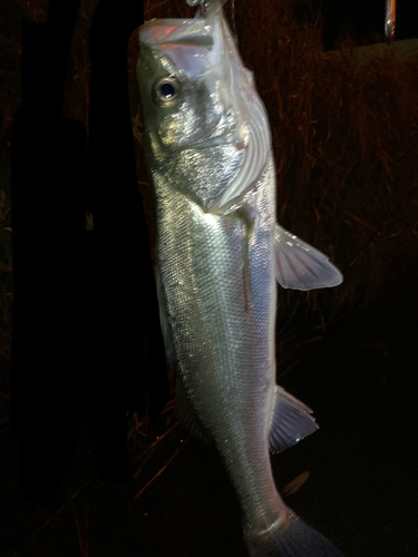 スズキの釣果