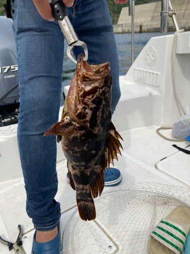 ベッコウゾイの釣果