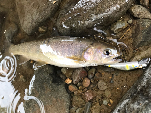 イワナの釣果