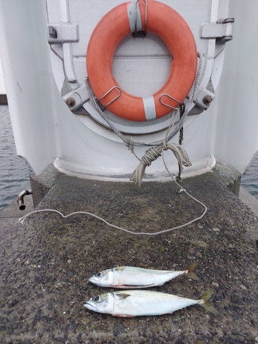 サバの釣果