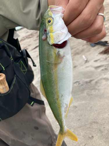 ショゴの釣果