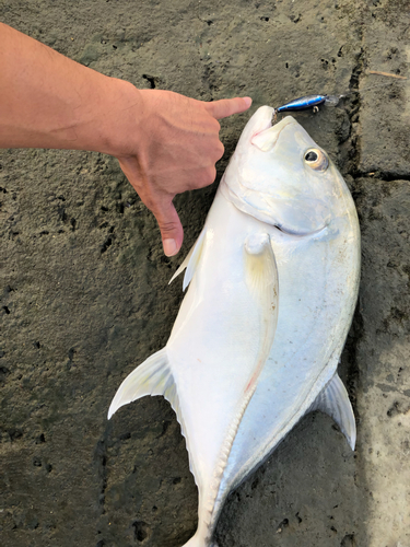 ロウニンアジの釣果