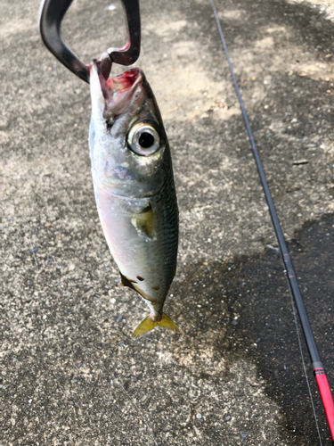 サバの釣果