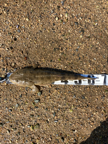 マゴチの釣果