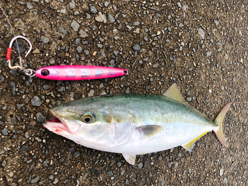 ハマチの釣果