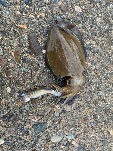 モンゴウイカの釣果