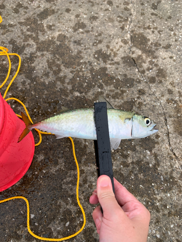 サバの釣果