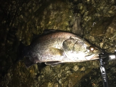 アカメの釣果