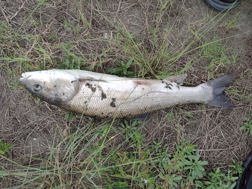 ウグイの釣果