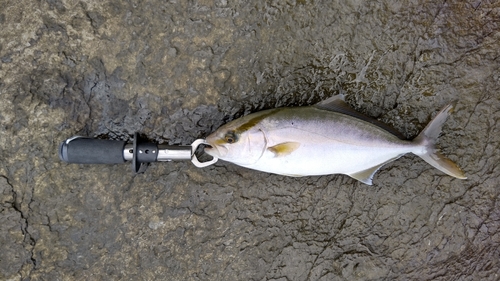 ショゴの釣果