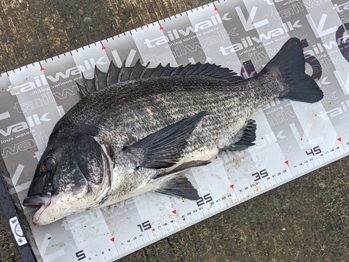 クロダイの釣果