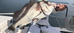 コショウダイの釣果