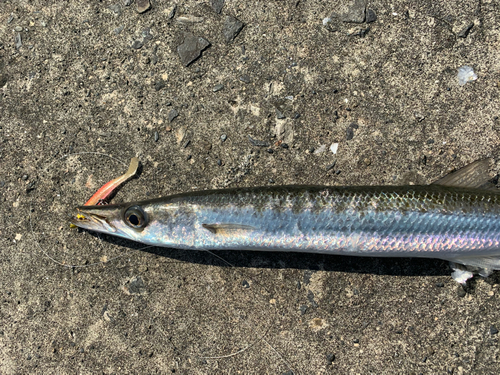 オニカマスの釣果