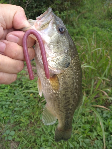 ラージマウスバスの釣果