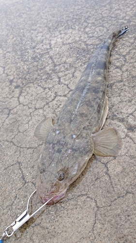 マゴチの釣果