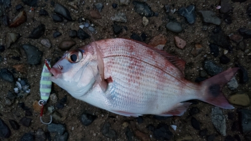 チャリコの釣果