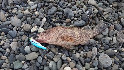 オオモンハタの釣果