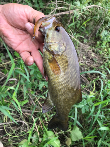 スモールマウスバスの釣果