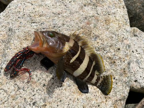 アオハタの釣果