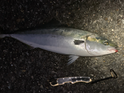 メジロの釣果