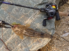 マゴチの釣果