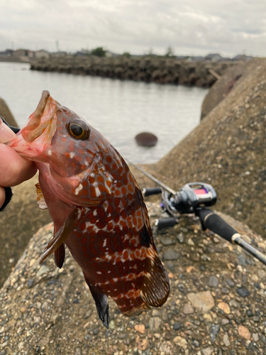 キジハタの釣果