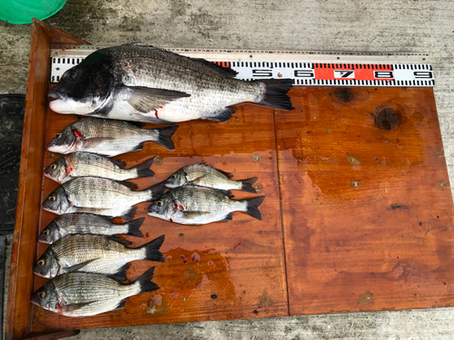 チヌの釣果