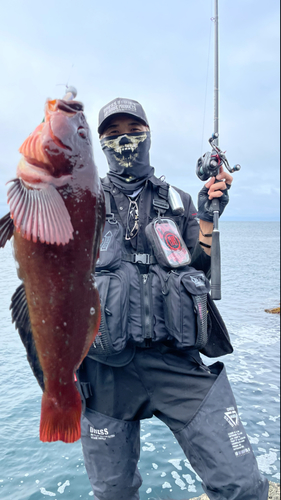 ウサギアイナメの釣果