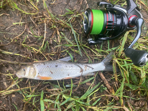 ニゴイの釣果