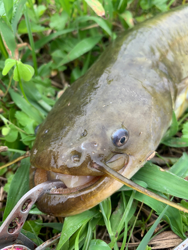 ナマズの釣果