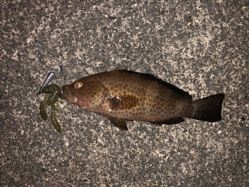 オオモンハタの釣果