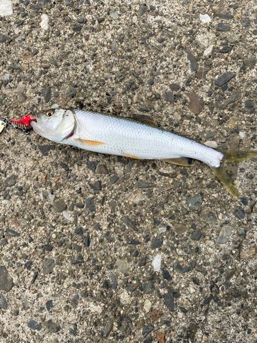 ハスの釣果