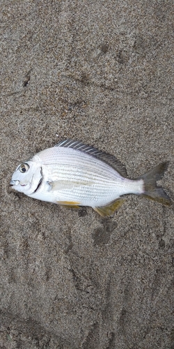 ヘダイの釣果