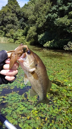 ブラックバスの釣果