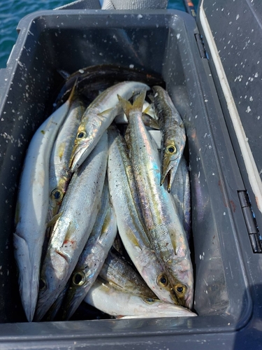 カマスの釣果